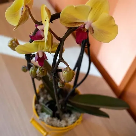 Casa Martina- Airport Free Shuttle-h24 Apartment *