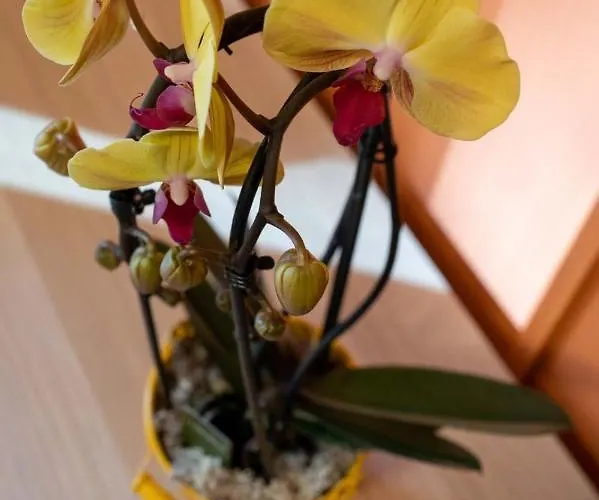 Casa Martina- Airport Free Shuttle-h24 Apartamento *